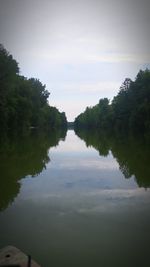 Reflection of trees in water