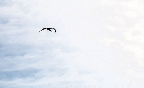 Low angle view of bird flying in sky