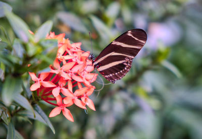 Close-up of butterfly pollinating on flower