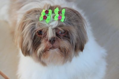 Close-up portrait of a dog