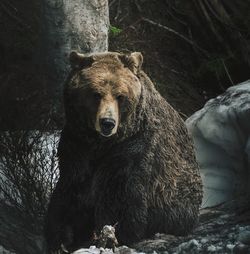 Portrait of bear relaxing in a snowy hollow in the forest