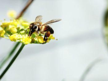 Close-up of bee on yellow flower