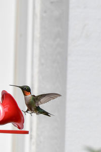 Close-up of bird perching on wall