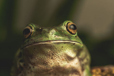 Close-up of frog on leaf