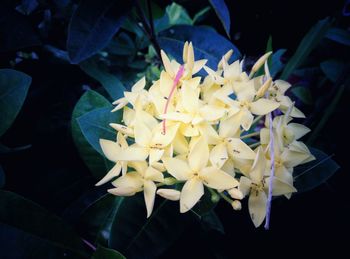 Close-up of flowers blooming outdoors