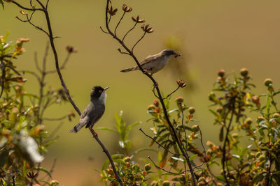 Bird perching on a plant