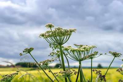 Close-up of flowering plant on field against sky