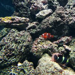 Fish swimming in sea