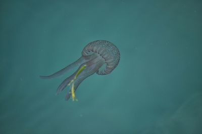 Close-up of fish swimming in sea