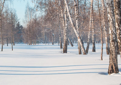 Sunny frosty winter day in the forest, the shadows from the trees form blue lines on the white snow.