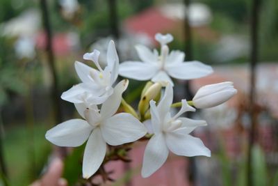 Close-up of white flowers blooming outdoors