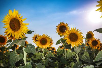 Close-up of sunflowers on flowering plant