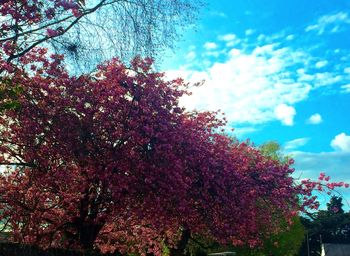 Low angle view of pink flowers on tree