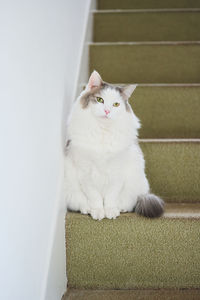 Portrait of cat sitting on floor
