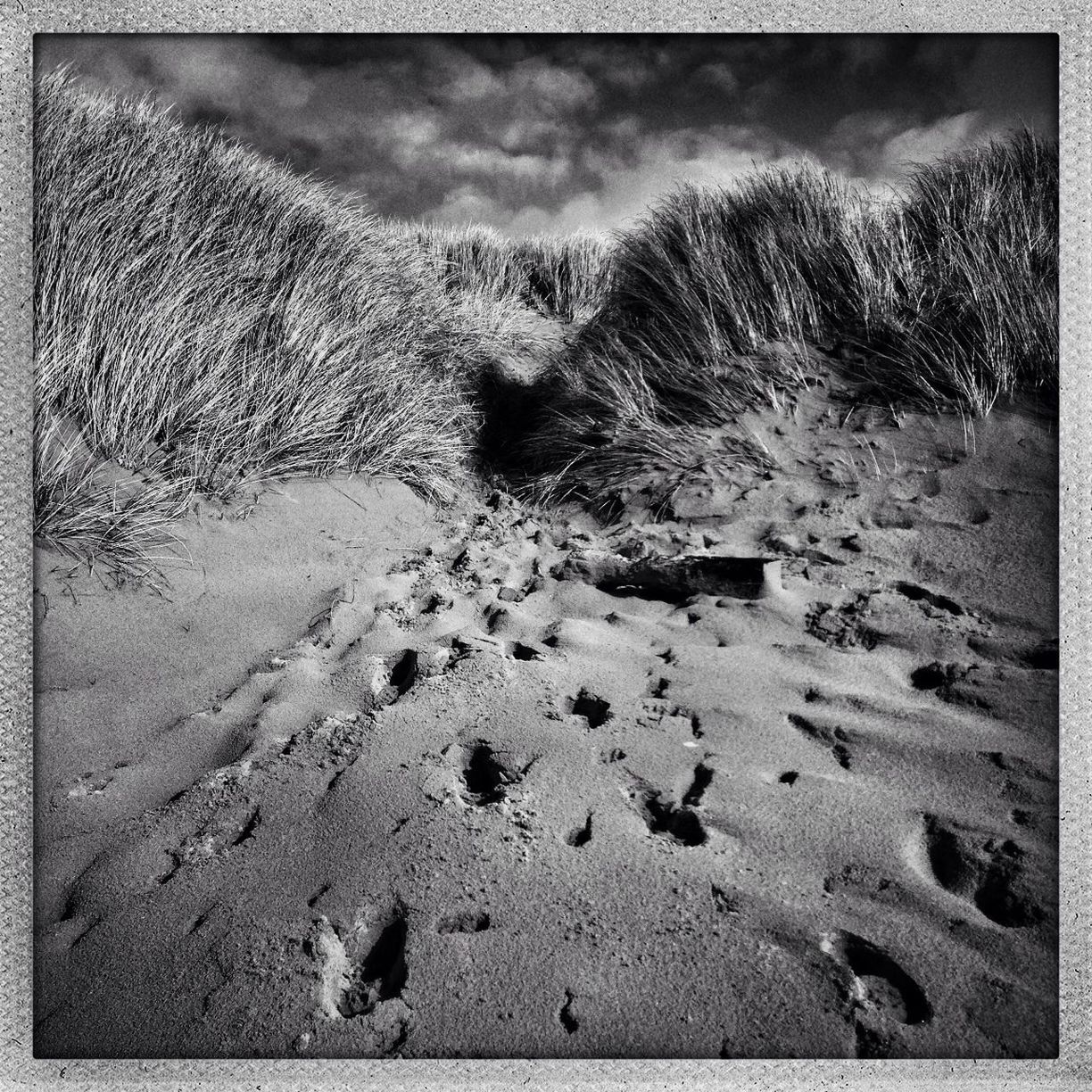 transfer print, auto post production filter, sand, tree, tranquility, nature, sky, beach, tranquil scene, beauty in nature, scenics, day, outdoors, rock - object, no people, shore, landscape, cloud - sky, field, growth