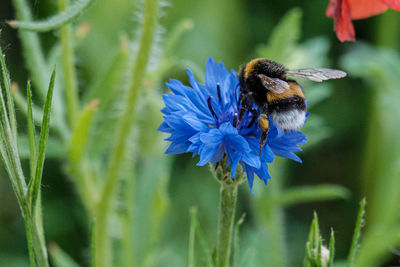 Close-up of bee on purple flower