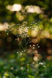 Close-up of flowering plant