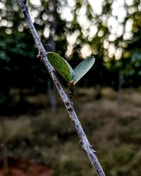 Close-up of grasshopper on branch