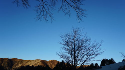 Low angle view of bare tree against clear blue sky