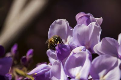 Close-up of bee pollinating on purple flower