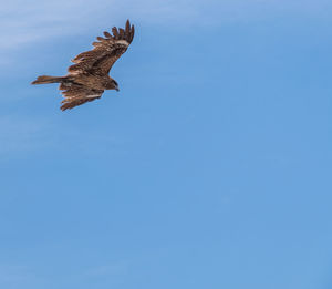 Low angle view of eagle flying against clear blue sky