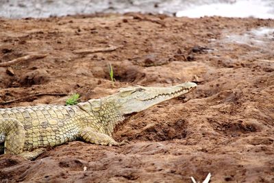 Close-up of crocodile on sand