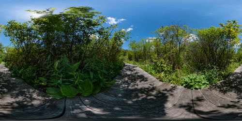 Walkway amidst trees on field against sky