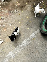 High angle view of dog