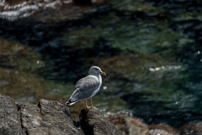 Close-up of seagull perching on rock