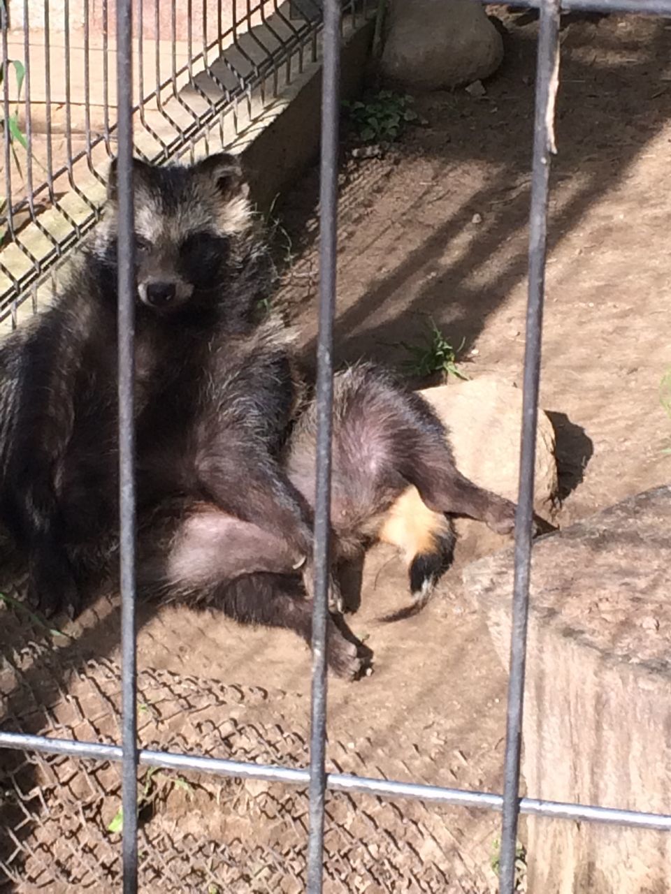 animal themes, domestic animals, mammal, one animal, domestic cat, pets, cat, cage, animals in captivity, feline, fence, relaxation, zoo, high angle view, livestock, metal, indoors, zoology, two animals, no people