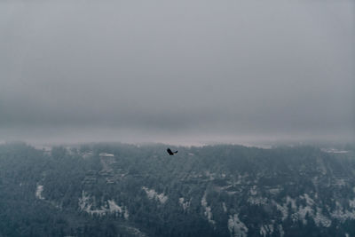 Birds flying in sky