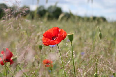 Close-up of red poppy blooming in field