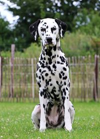 Portrait of dog on grass