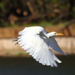 Close-up of bird flying outdoors