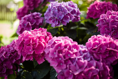 Close-up of pink flowering plants