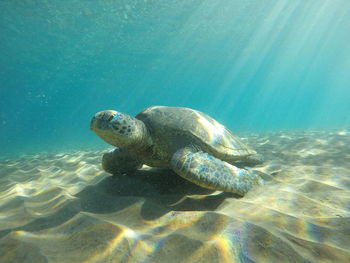 Turtle resting on sea floor