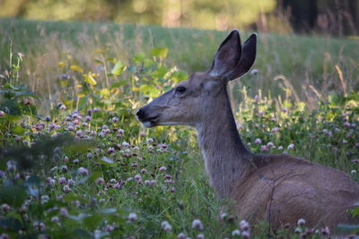 Close-up of deer on field