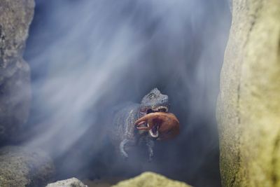 Close-up of dinosaur toys amidst rocks during foggy weather