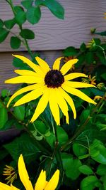 Close-up of yellow flower blooming outdoors