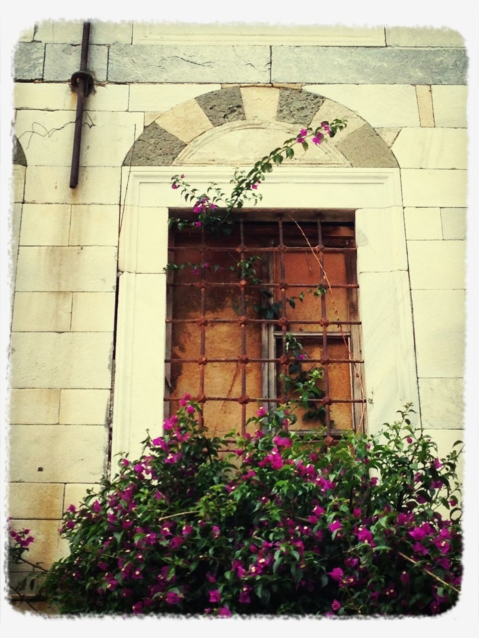 flower, building exterior, architecture, built structure, transfer print, plant, house, window, growth, auto post production filter, freshness, fragility, wall - building feature, door, blooming, day, outdoors, brick wall, no people, petal