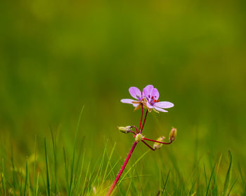 Close-up of flowering plant on field