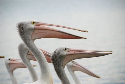 Close-up of pelican