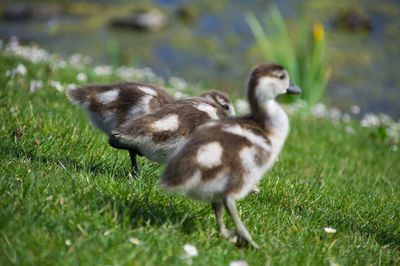 Duck on field by grass