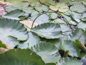 Close-up of leaves