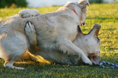 View of two dogs on field