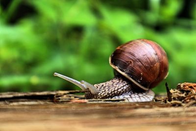 Close-up of snail on wood