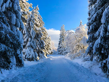 Snow covered road amidst plants against sky