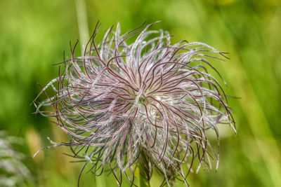 Close-up of wilted plant on field