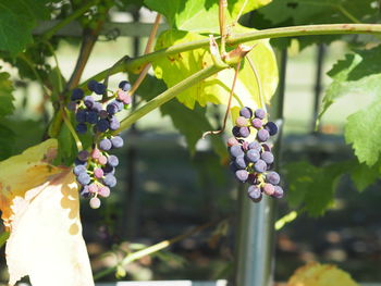 Close-up of berries growing on tree