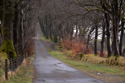 Road amidst trees in forest